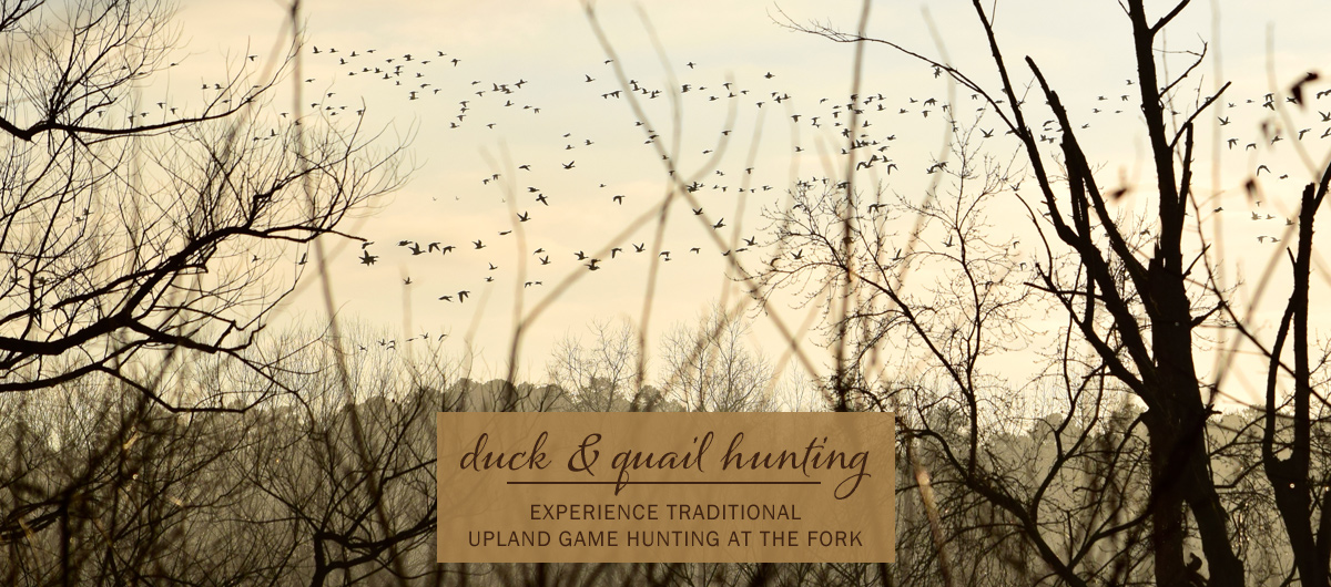 Duck & Quail Hunting at The Fork