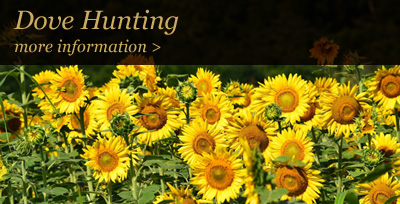 Dove Hunting